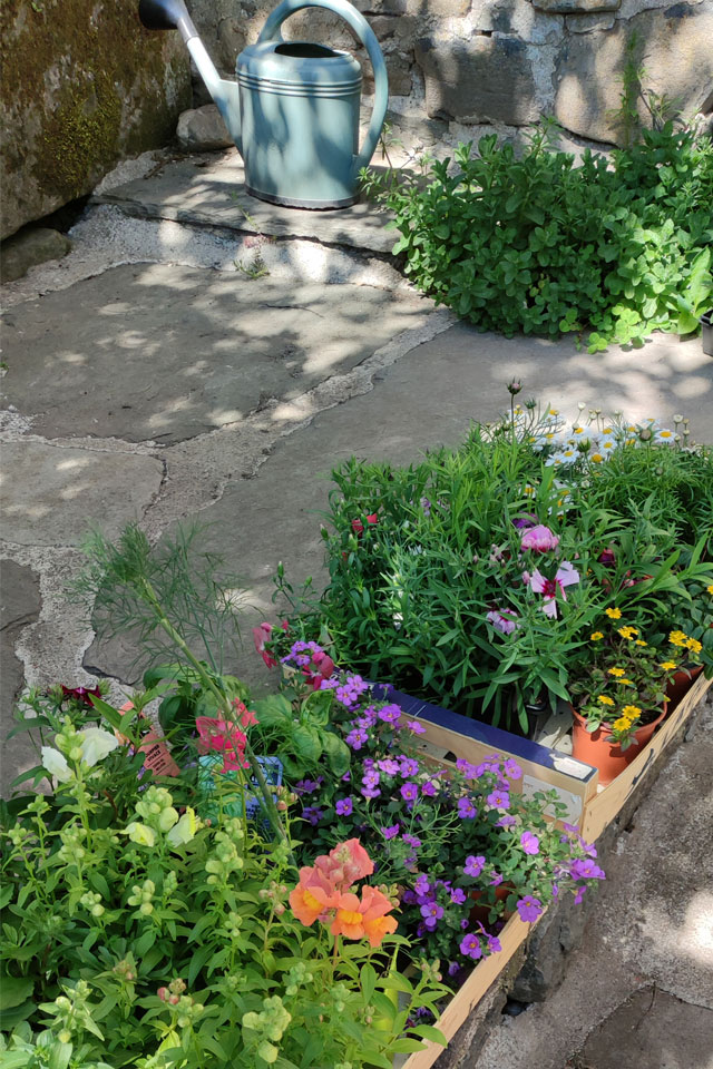fleurs